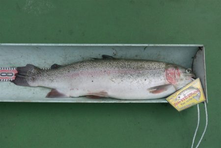 としまえんフィッシングエリア 釣果