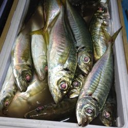 シースナイパー海龍 釣果