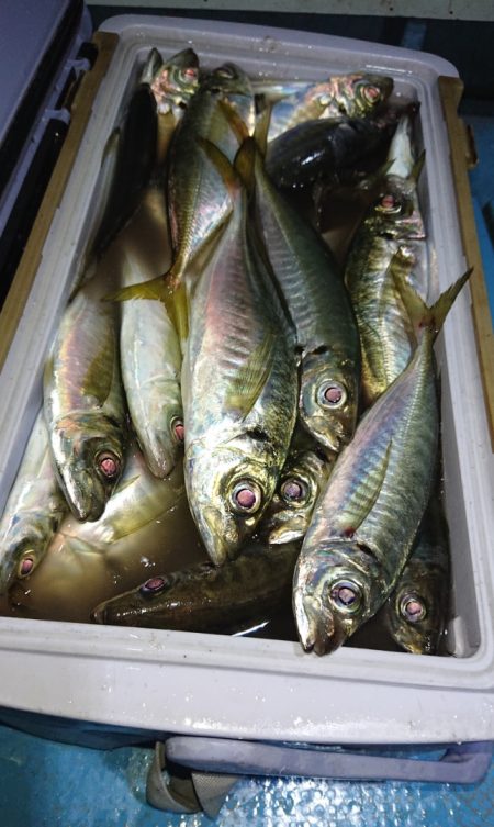 シースナイパー海龍 釣果