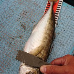 シースナイパー海龍 釣果