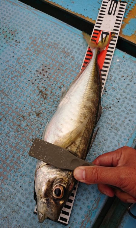 シースナイパー海龍 釣果