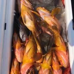 あみや渡船 JIGBOY 釣果