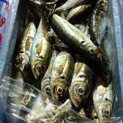 シースナイパー海龍 釣果