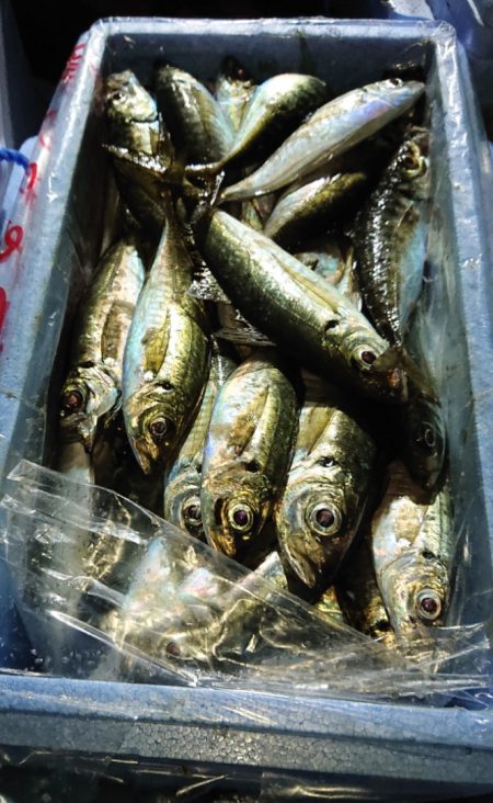 シースナイパー海龍 釣果