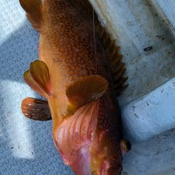 あみや渡船 JIGBOY 釣果