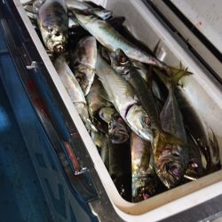 シースナイパー海龍 釣果