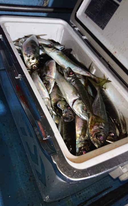 シースナイパー海龍 釣果