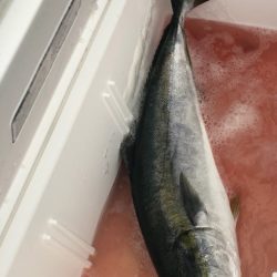 あみや渡船 JIGBOY 釣果