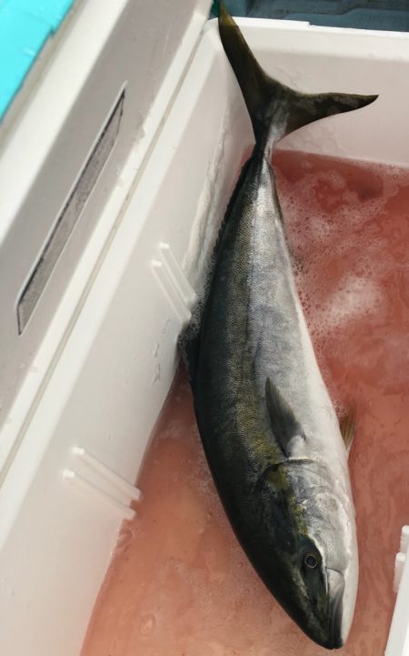 あみや渡船 JIGBOY 釣果