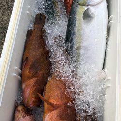 あみや渡船 JIGBOY 釣果