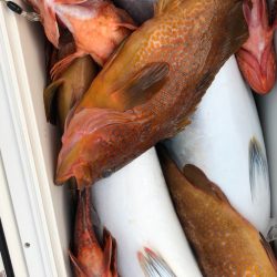 あみや渡船 JIGBOY 釣果