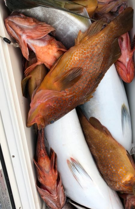 あみや渡船 JIGBOY 釣果