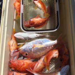 渡船屋たにぐち 釣果