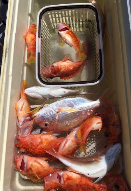 渡船屋たにぐち 釣果