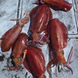 渡船屋たにぐち 釣果