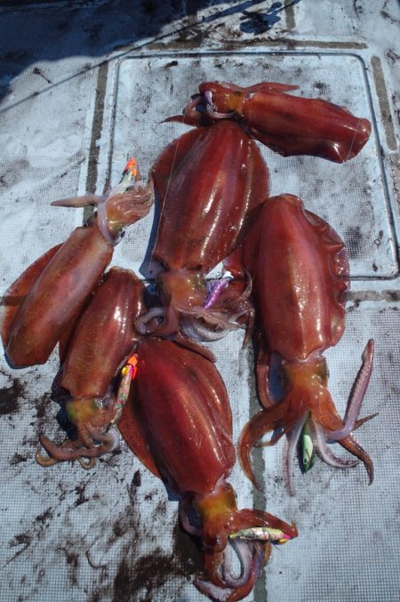 渡船屋たにぐち 釣果