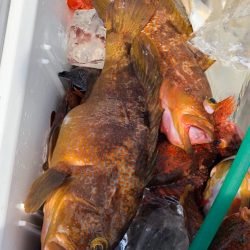 あみや渡船 JIGBOY 釣果