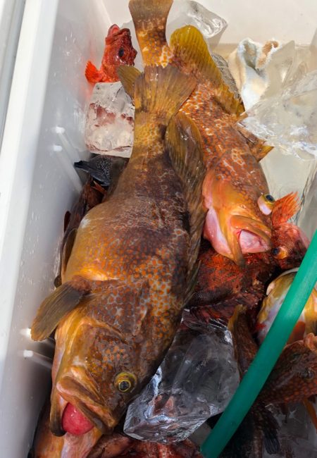 あみや渡船 JIGBOY 釣果