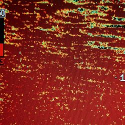 シースナイパー海龍 釣果