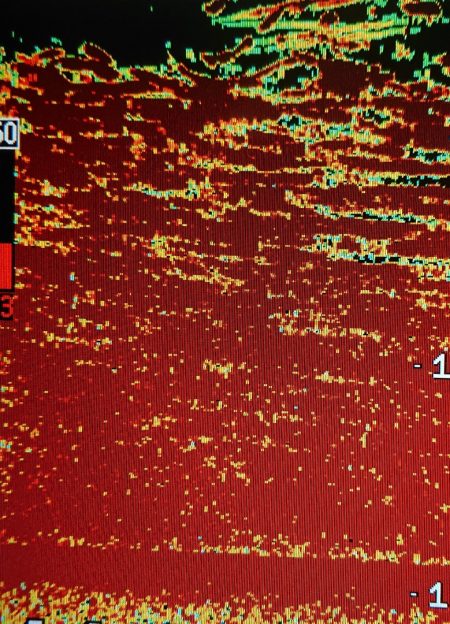 シースナイパー海龍 釣果