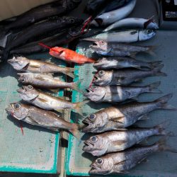 ＴＡＲＯＭＡＲＵ 釣果