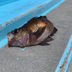みやけ丸 釣果