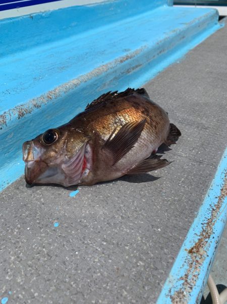 みやけ丸 釣果