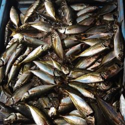 シースナイパー海龍 釣果