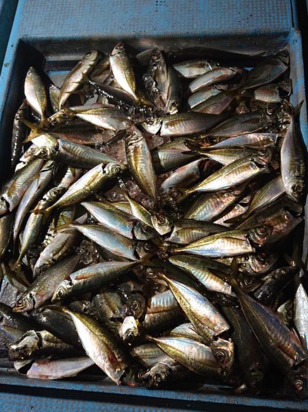 シースナイパー海龍 釣果