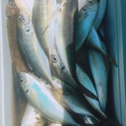 金沢八景鴨下丸 釣果