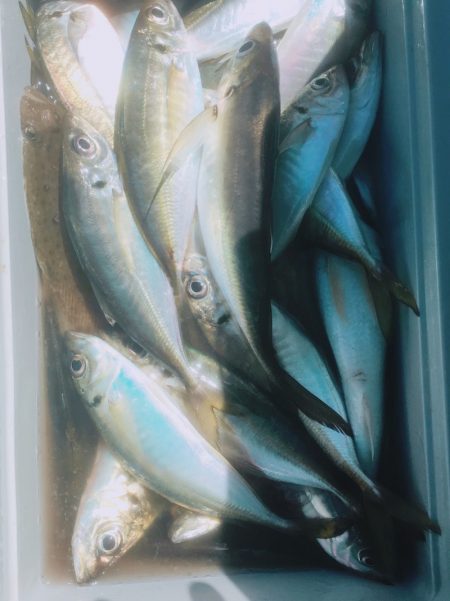 金沢八景鴨下丸 釣果