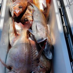 第二八坂丸 釣果