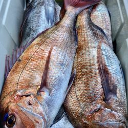 第二八坂丸 釣果