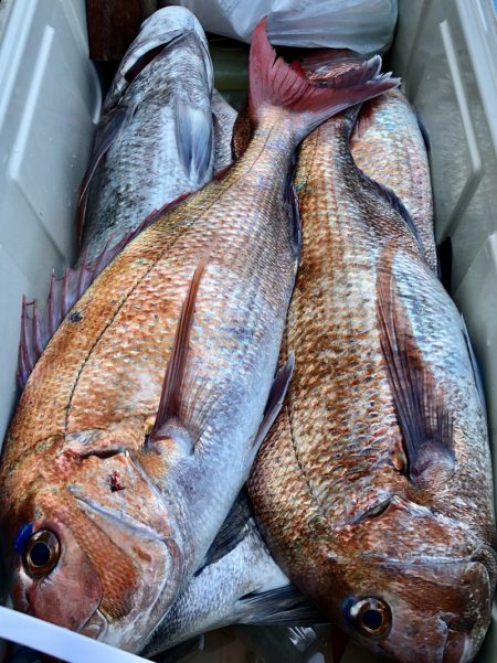 第二八坂丸 釣果