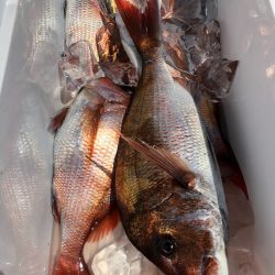 第二八坂丸 釣果