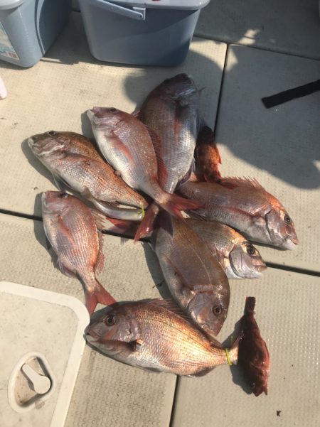 遊漁船メテオ 釣果