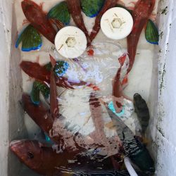 末広丸(熊本) 釣果