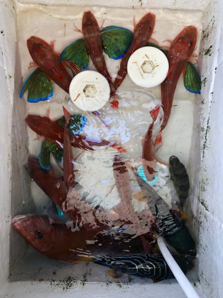 末広丸(熊本) 釣果