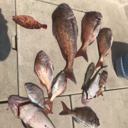 遊漁船メテオ 釣果