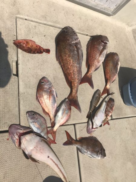 遊漁船メテオ 釣果