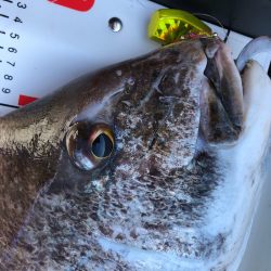 「LaGooN」蒼陽丸 日和号 釣果