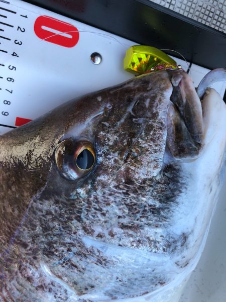 「LaGooN」蒼陽丸 日和号 釣果