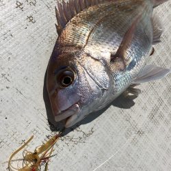 「LaGooN」蒼陽丸 日和号 釣果