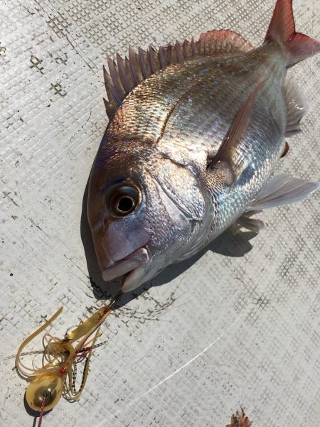 「LaGooN」蒼陽丸 日和号 釣果