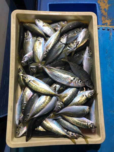 ヤザワ渡船 釣果