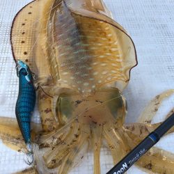 「LaGooN」蒼陽丸 日和号 釣果