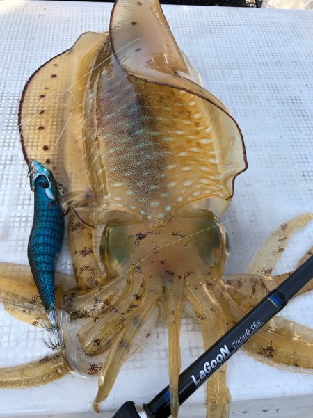 「LaGooN」蒼陽丸 日和号 釣果