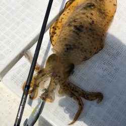 「LaGooN」蒼陽丸 日和号 釣果