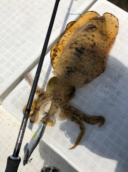 「LaGooN」蒼陽丸 日和号 釣果