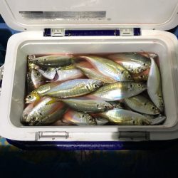 ヤザワ渡船 釣果